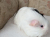 Female sheltie Guinea pig