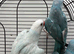 beautiful Ringneck parrots