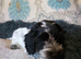 cockapoo's 1 boy LEFT £650