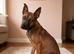 Belgian Shepherd Female