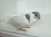 Beautiful baby budgies for sale