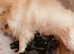 Pomeranian puppies