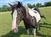 14hh companion mare