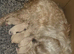 White and Tan Morkies