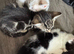 3 kittens for sale