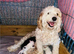 Sweet Unique Cockapoo Puppy Seeking Loving Forever Home