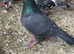 Racing pigeon for sale