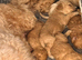 Cockapoo puppies