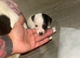 4 beautiful Jack Russell puppies