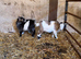 Pygmy goats kids