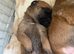 Belgian Mali puppies