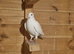 Yellow mueleman racing pigeon for sale