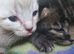 4beautiful burmese cross tabby kittens