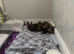 Female kitten available 