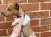 Traditional Jack Russell