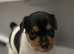 Patterjack puppies
