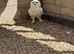 3 year old snowy owl - parent reared