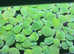 Dwarf water lettuce floating plant!
