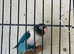 Black Masks and Moutions lovebirds