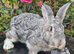Beautiful Rare Blue/Grey New Zealand bunny's