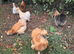 Silkie hens for sale