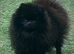 ** Beautiful black adult female for forever home **