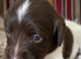 Liver & white Kc ESS puppies