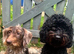READY NOW doxiepoo pups 1x Girl 2x males
