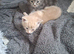 4 kittens