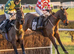Race Horse For sale !!