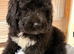 stunning bernedoodle puppy