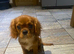 Cavalier King Charles spaniel