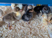 Bantums and hybrids day old chicks