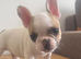 Beautiful puppies available