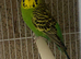 Budgie pairs