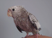 Hand reared hand tame female cockatiel