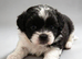 One handosme boy shih tzu