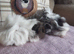 Funky fluffy baby guineapigs