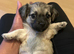 Chihuahua cross