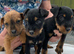 Lakeland / Patterdale Terrier Puppies