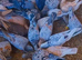 RARE COLOURED ALMOMD RACING PIGEONS
