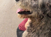 KC Irish Wolfhound Puppies