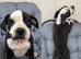 Old tyme x American bulldog REDUCED