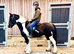 Stunning CHAPS show cob, safe & fun all rounder. 5 years old 14.2hh