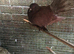 Pigeons