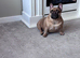 Female French bulldog 5 years