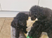 Toy poodle puppies