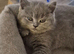 British Shorthair Kittens for Sale &zwj;