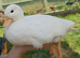 White Call Ducks