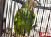 Hello nape amaozj parrot